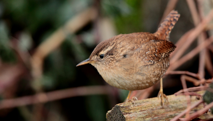 Initiation aux chants d’oiseaux forestiers